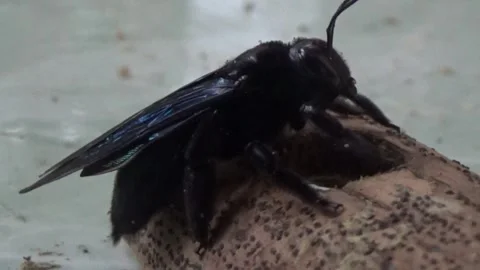 Black bee in bamboo Stock Footage 330149864