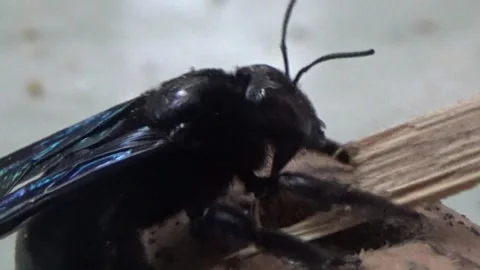 Black bee in bamboo Stock Footage 330149868