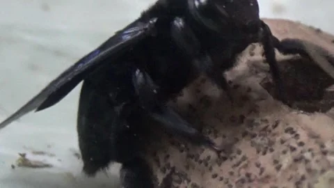 Black bee in bamboo Stock Footage 330149870