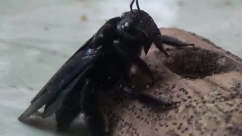 Black bee in bamboo Stock Footage 330149876