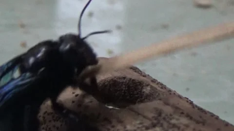 Black bee in bamboo Stock Footage 330149878