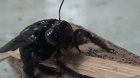 Black bee in bamboo Stock Footage 330149882