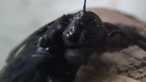 Black bee in bamboo Stock Footage 330149885