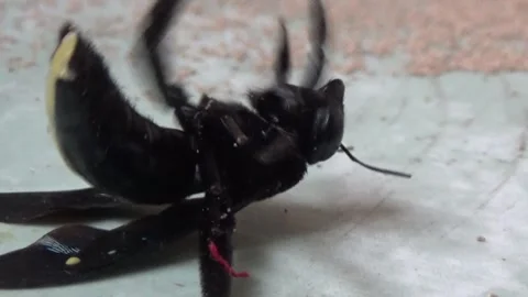 Black bee in bamboo Видео 330149896