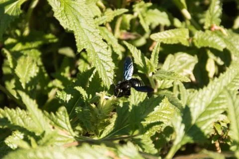 Black bee with blue wingd Stock-Fotos