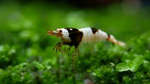 Black bee dwarf shrimp look for food on green grass Stock Footage 118719516