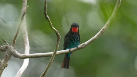Black bee-eater, Merops gularis, bird in the family Meropidae. African tropical  Stock Footage 163974310