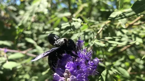 Black bee feeding Stock Footage 297545934