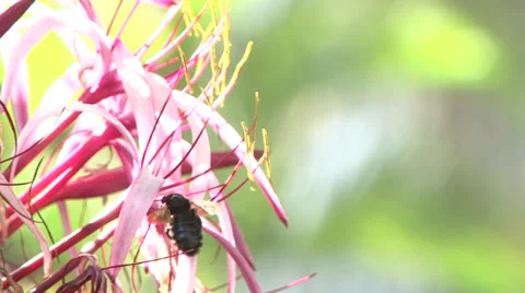 Black Bee on Flower Stock Footage 38052424