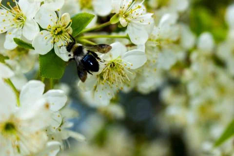 Black bee on the flower Foto stock