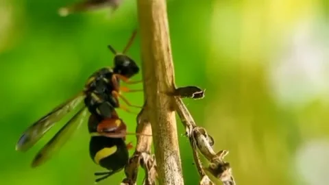 Black bee Stock Footage 223322514