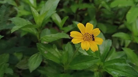 Black Bee Video stock 264011001