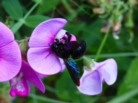 Black bee foraging Stock Photos