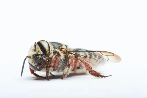 Black bee lying Stock Photos