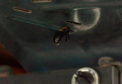 Black Bee Stock Photos