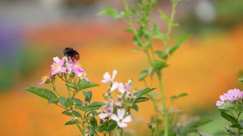 Black bee pollinating pink flowers with blurred floral background Stock Footage 346342950