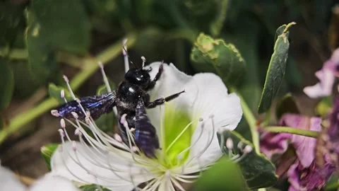Black bee takes of from flower Stock Footage 286797921