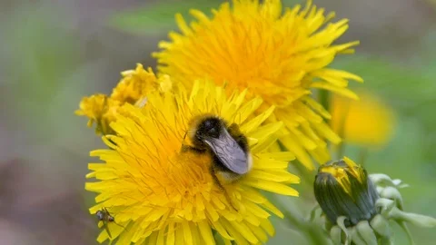 The black bee on top of the yellow daisy flower Stock Footage 116391403