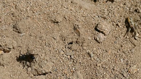 Black bee trying to carry its prey to its nest, 動画素材 111924864
