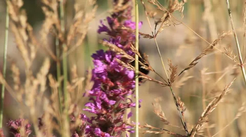 Black bee on Tybast flower Stock Footage 27514077