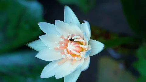 Black Bee Visiting the Center of a White Water Lily Video stock 343603480