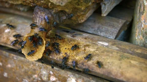 Black Bees Constructing a Hive in Borneo, Malaysia. Video FullHD Stock Footage 63417402