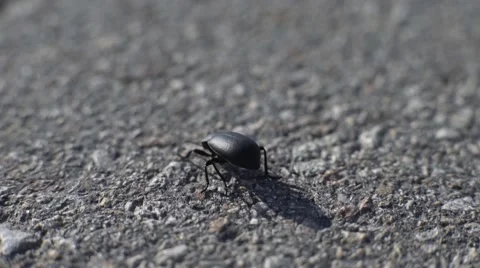 Black Beetle On The Asphalt Video stock 63368698