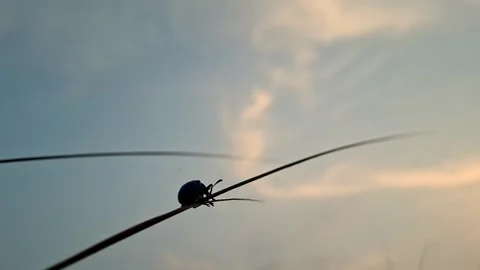Black Beetle Balancing On Slender Reed At Sunset Stock-Footage 345487942