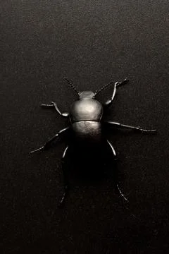 Black beetle on black background Stock Photos