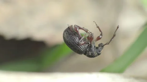 Black beetle on a blade of grass 스톡 동영상 65765546