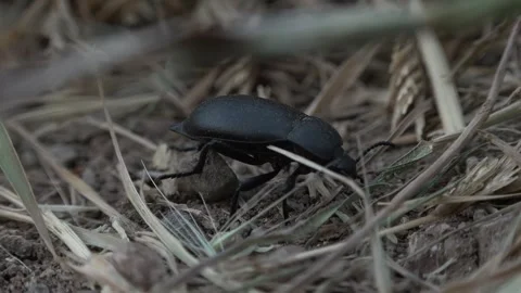 Black Beetle Blaps Lethifera Stock Footage 317563533