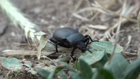 Black Beetle Blaps Lethifera Stock Footage 317563815