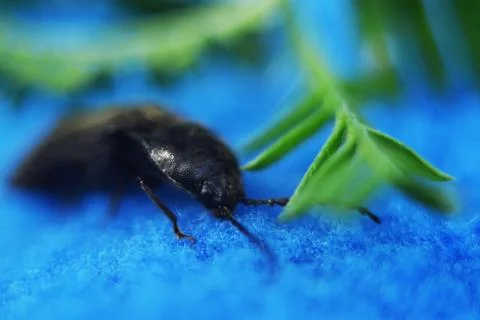 Black beetle on a blue background. Stock Photos