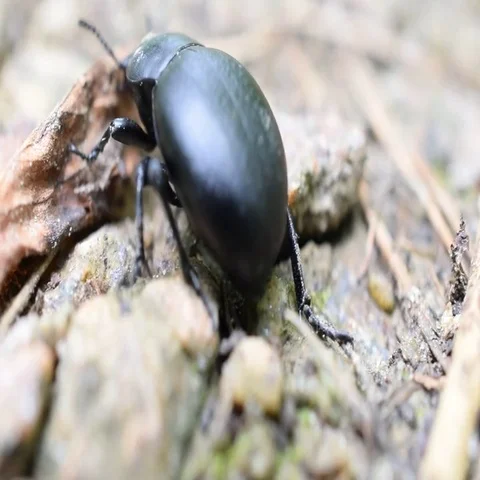 Black beetle bug crawls on ground Stock Footage 69440501
