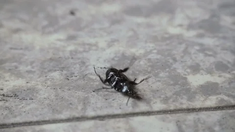 Black Beetle Bug Lying on its Back Trying to Get Up Stock Footage 74138143