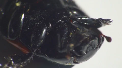 Black Beetle Bug Lying on its Back Trying to Get Up Stock Footage 75344710