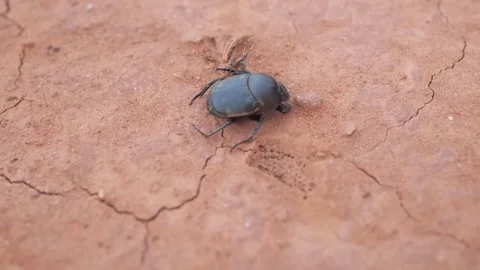 Black beetle cleaning itself on the clay ground in Texas Stock-Footage 246944834