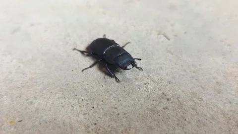 Black beetle close up on light color rough ground surface, insect macro Stock Footage 340386889