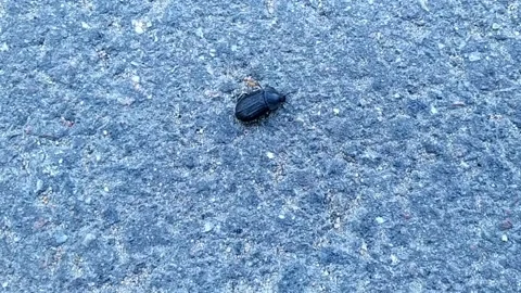 Black beetle crawling on asphalt closeup video top view Stock Footage 207553525