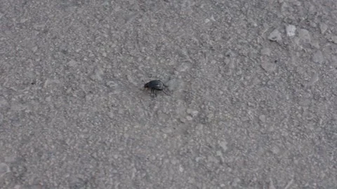 Black beetle crawling on asphalt Vidéo 150232518