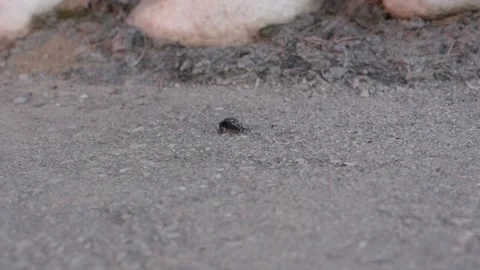Black beetle crawling on asphalt Stock-Footage 150232521