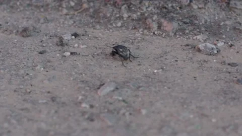 Black beetle crawling on asphalt Vidéo 150232552