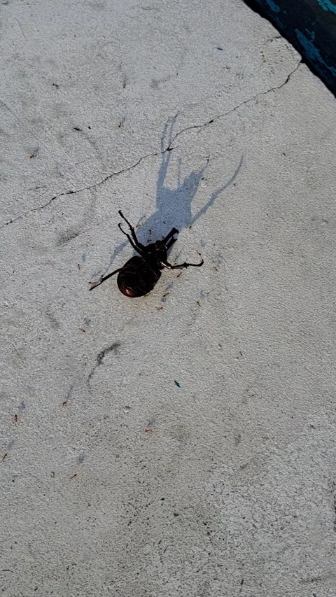 Black Beetle Crawling on Concrete Surface Stock Footage 331416654