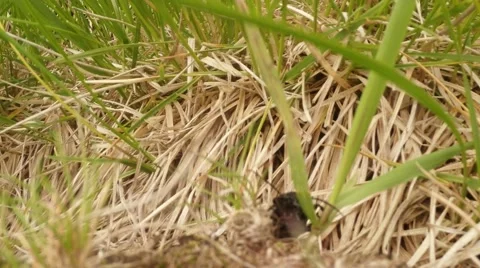 Black beetle crawling in a dry and green grass in the mountains Stock Footage 40744801