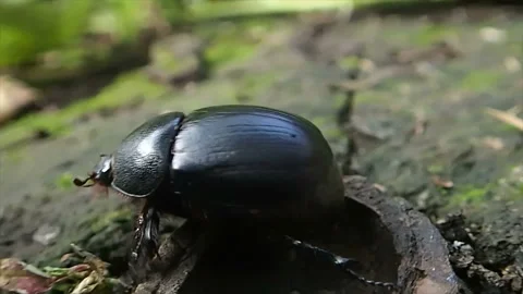 Black beetle crawling on forest land Stock Footage 161626706