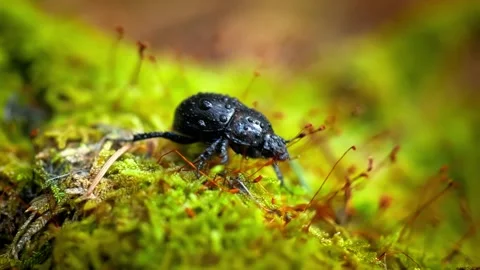 Black beetle crawling on green moss in sunlight Stock Footage 340757599