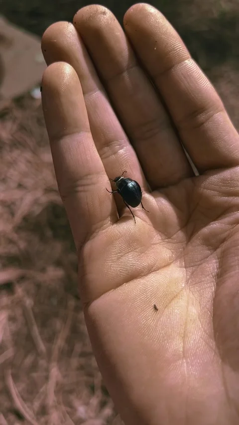 "Black Beetle Crawling on Human Hand in Nature" Stock Footage 309781759