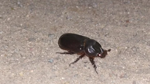Black Beetle Crawling on Sandy Ground at Night Stock Footage 327982250