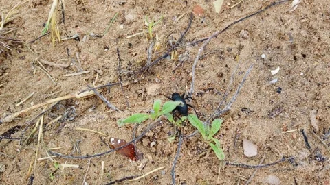 Black beetle crawling on sandy ground with green vegetation Stock Footage 342076085