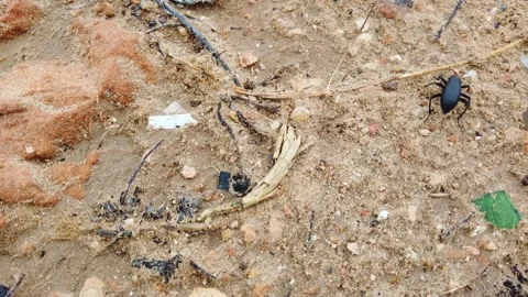 Black beetle crawling on sandy rocky beach surface Stock Footage 342025844